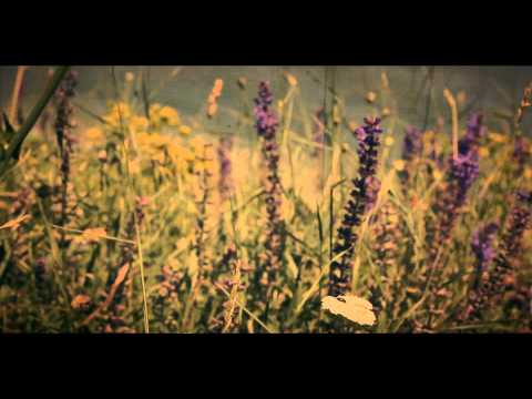 one lion far away from home